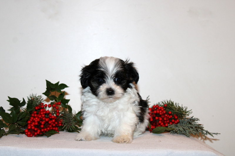 puppy, for, sale, Maltipoo, Matthew B. Stoltzfus, dog, breeder, Gap, PA, dog-breeder, puppy-for-sale, forsale, nearby, find, puppyfind, locator, puppylocator, aca